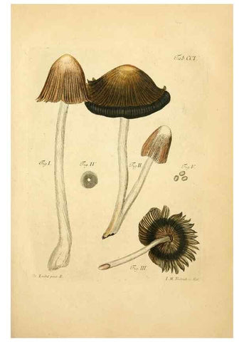 Reproducción/Reproduction 10314453885: Fungorum qui in Bavaria et Palatinatu circa Ratisbonam nascuntur icones, nativis coloribus expressae.. Erlangae,Apud J.J. Palmium,1800.