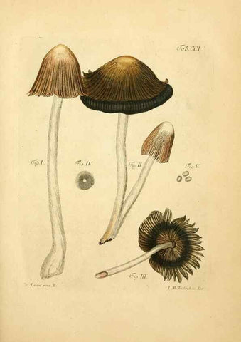 Reproducción/Reproduction 10314453885: Fungorum qui in Bavaria et Palatinatu circa Ratisbonam nascuntur icones, nativis coloribus expressae.. Erlangae,Apud J.J. Palmium,1800.