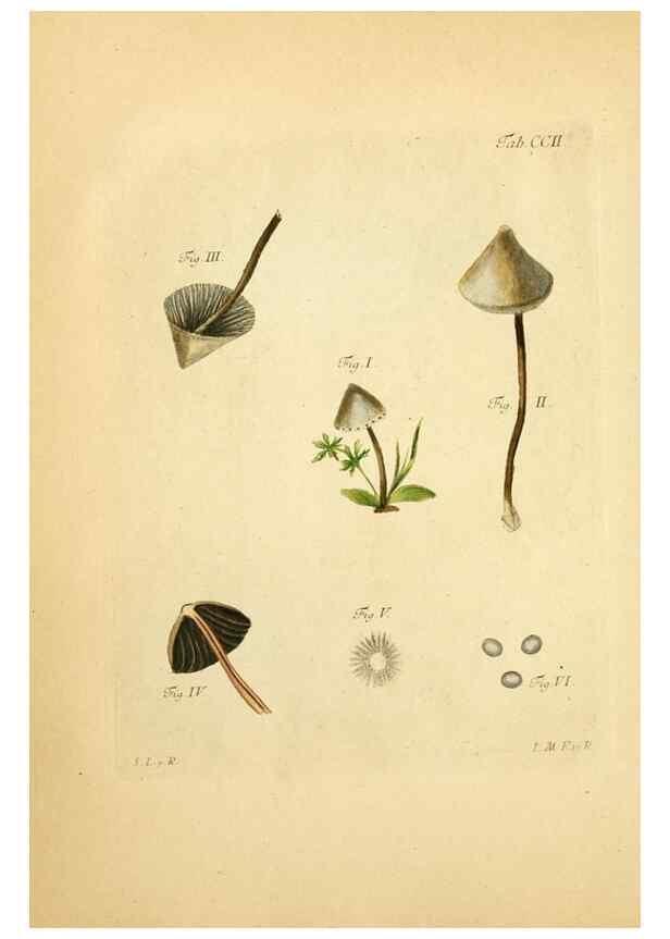 Reproducción/Reproduction 10314423334: Fungorum qui in Bavaria et Palatinatu circa Ratisbonam nascuntur icones, nativis coloribus expressae.. Erlangae,Apud J.J. Palmium,1800.