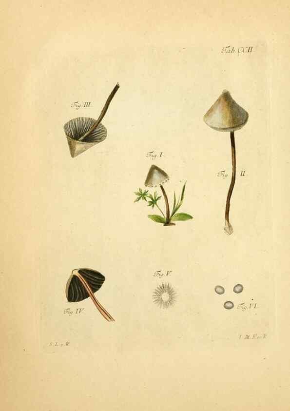 Reproducción/Reproduction 10314423334: Fungorum qui in Bavaria et Palatinatu circa Ratisbonam nascuntur icones, nativis coloribus expressae.. Erlangae,Apud J.J. Palmium,1800.