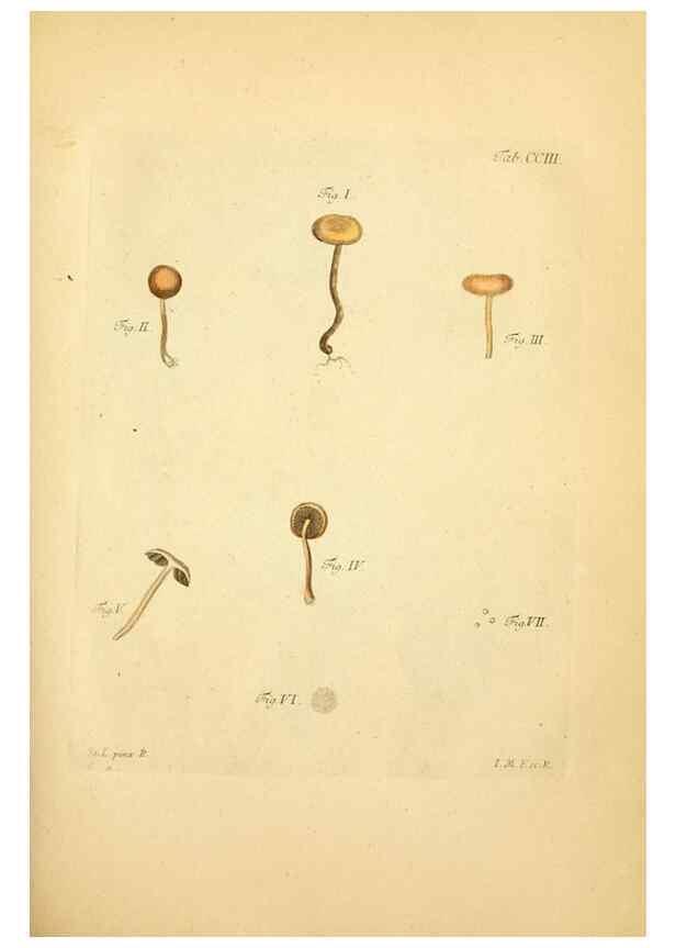 Reproducción/Reproduction 10314622513: Fungorum qui in Bavaria et Palatinatu circa Ratisbonam nascuntur icones, nativis coloribus expressae.. Erlangae,Apud J.J. Palmium,1800.