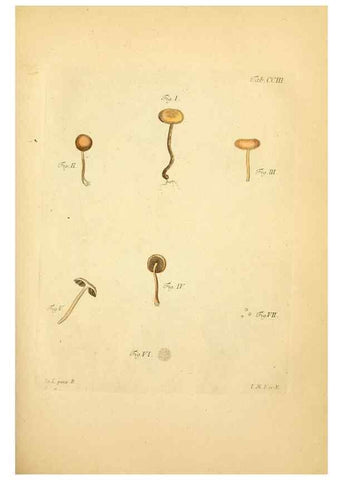 Reproducción/Reproduction 10314622513: Fungorum qui in Bavaria et Palatinatu circa Ratisbonam nascuntur icones, nativis coloribus expressae.. Erlangae,Apud J.J. Palmium,1800.