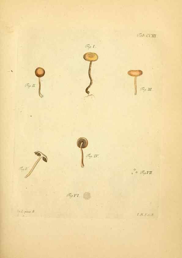 Reproducción/Reproduction 10314622513: Fungorum qui in Bavaria et Palatinatu circa Ratisbonam nascuntur icones, nativis coloribus expressae.. Erlangae,Apud J.J. Palmium,1800.