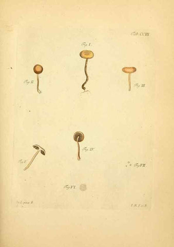 Reproducción/Reproduction 10314622513: Fungorum qui in Bavaria et Palatinatu circa Ratisbonam nascuntur icones, nativis coloribus expressae.. Erlangae,Apud J.J. Palmium,1800.