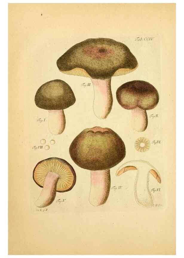 Reproducción/Reproduction 10314491006: Fungorum qui in Bavaria et Palatinatu circa Ratisbonam nascuntur icones, nativis coloribus expressae.. Erlangae,Apud J.J. Palmium,1800.