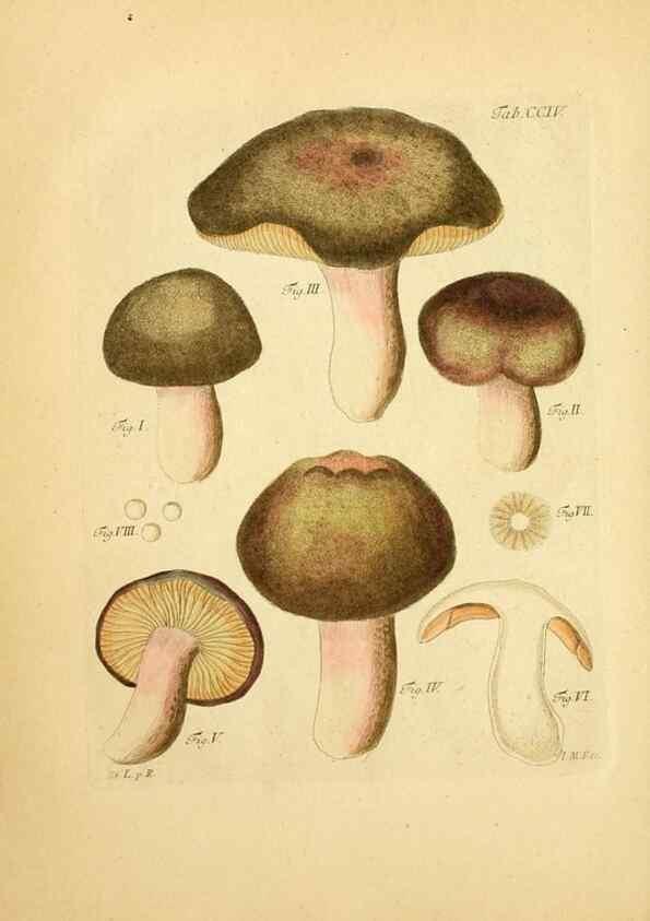Reproducción/Reproduction 10314491006: Fungorum qui in Bavaria et Palatinatu circa Ratisbonam nascuntur icones, nativis coloribus expressae.. Erlangae,Apud J.J. Palmium,1800.