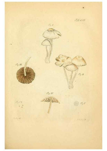 Reproducción/Reproduction 10314436224: Fungorum qui in Bavaria et Palatinatu circa Ratisbonam nascuntur icones, nativis coloribus expressae.. Erlangae,Apud J.J. Palmium,1800.