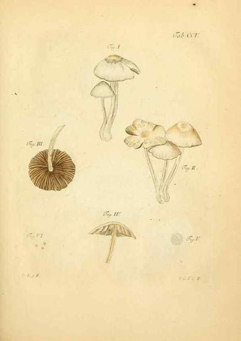 Reproducción/Reproduction 10314436224: Fungorum qui in Bavaria et Palatinatu circa Ratisbonam nascuntur icones, nativis coloribus expressae.. Erlangae,Apud J.J. Palmium,1800.