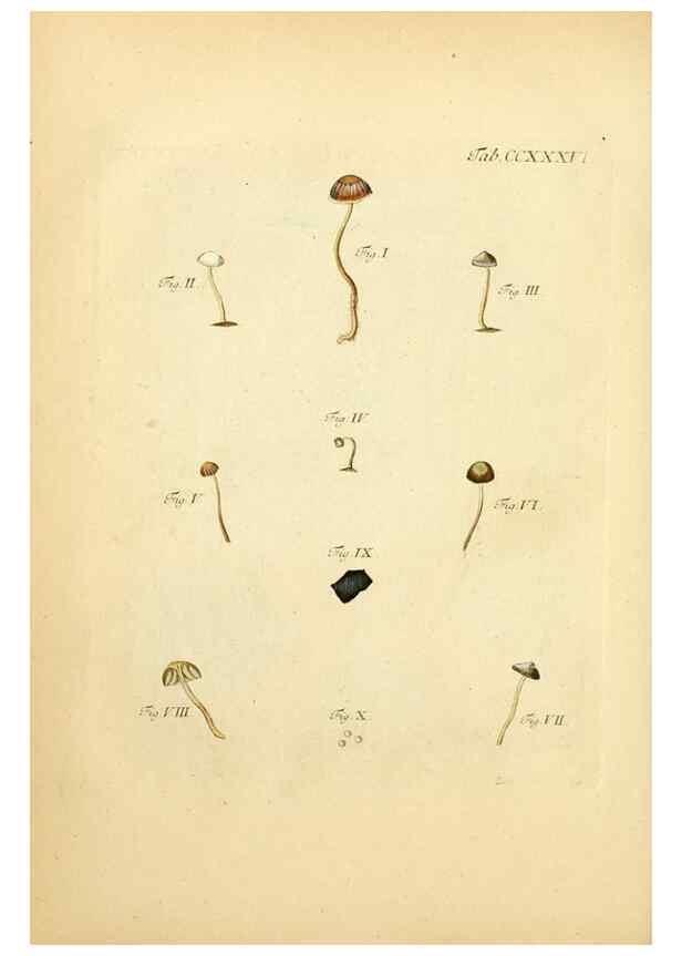Reproducción/Reproduction 10314620086: Fungorum qui in Bavaria et Palatinatu circa Ratisbonam nascuntur icones, nativis coloribus expressae.. Erlangae,Apud J.J. Palmium,1800.
