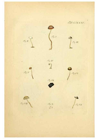 Reproducción/Reproduction 10314620086: Fungorum qui in Bavaria et Palatinatu circa Ratisbonam nascuntur icones, nativis coloribus expressae.. Erlangae,Apud J.J. Palmium,1800.