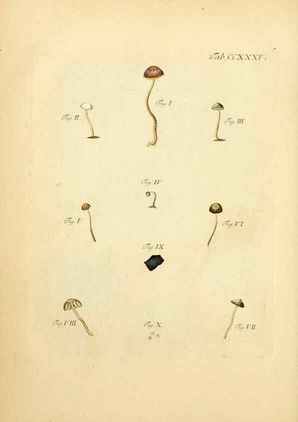 Reproducción/Reproduction 10314620086: Fungorum qui in Bavaria et Palatinatu circa Ratisbonam nascuntur icones, nativis coloribus expressae.. Erlangae,Apud J.J. Palmium,1800.