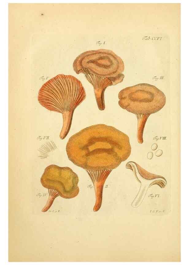 Reproducción/Reproduction 10314499976: Fungorum qui in Bavaria et Palatinatu circa Ratisbonam nascuntur icones, nativis coloribus expressae.. Erlangae,Apud J.J. Palmium,1800.