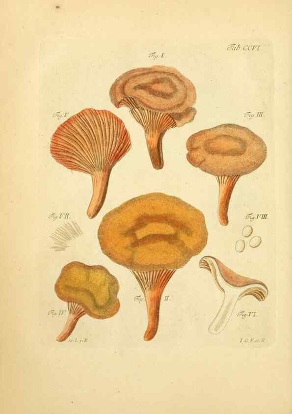 Reproducción/Reproduction 10314499976: Fungorum qui in Bavaria et Palatinatu circa Ratisbonam nascuntur icones, nativis coloribus expressae.. Erlangae,Apud J.J. Palmium,1800.