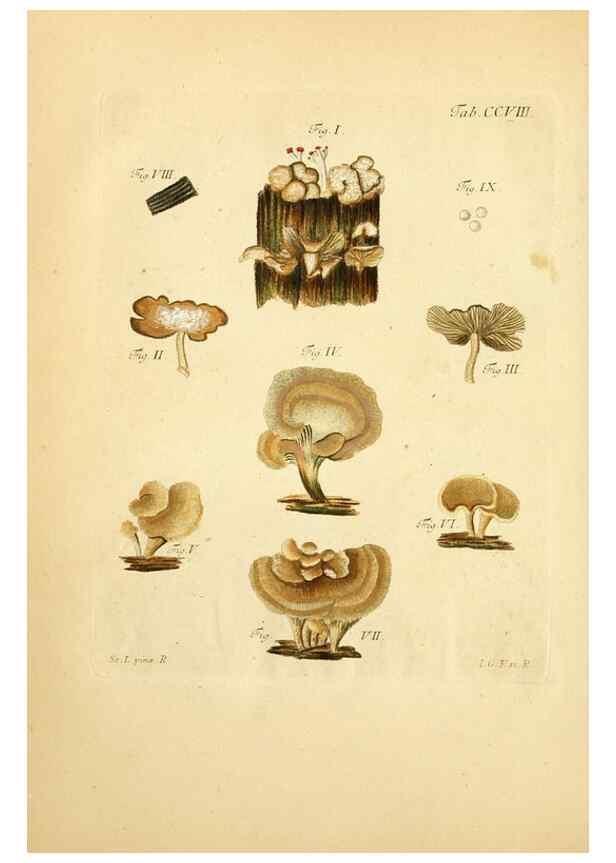 Reproducción/Reproduction 10314485075: Fungorum qui in Bavaria et Palatinatu circa Ratisbonam nascuntur icones, nativis coloribus expressae.. Erlangae,Apud J.J. Palmium,1800.