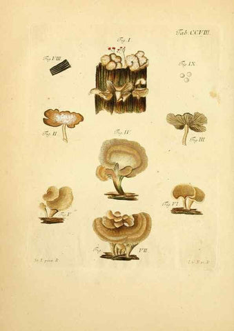 Reproducción/Reproduction 10314485075: Fungorum qui in Bavaria et Palatinatu circa Ratisbonam nascuntur icones, nativis coloribus expressae.. Erlangae,Apud J.J. Palmium,1800.