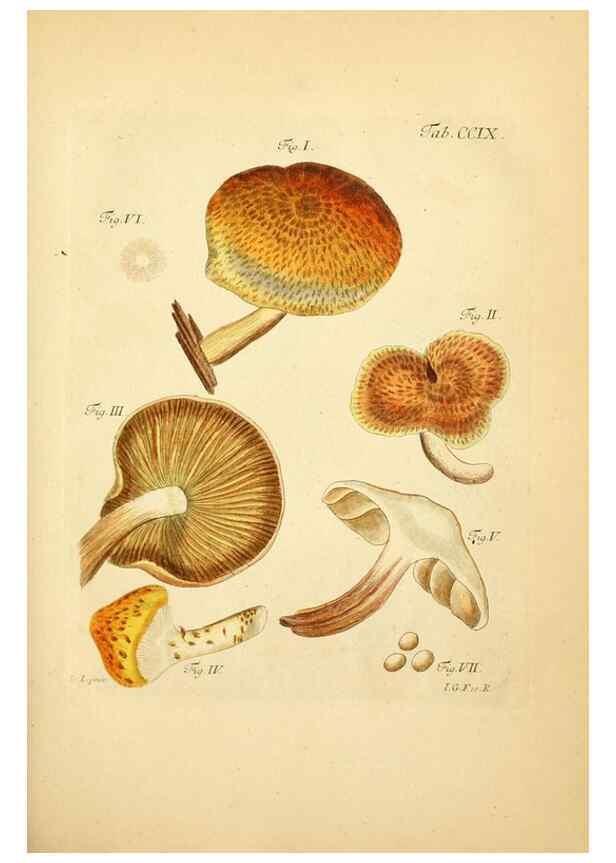 Reproducción/Reproduction 10314514846: Fungorum qui in Bavaria et Palatinatu circa Ratisbonam nascuntur icones, nativis coloribus expressae.. Erlangae,Apud J.J. Palmium,1800.