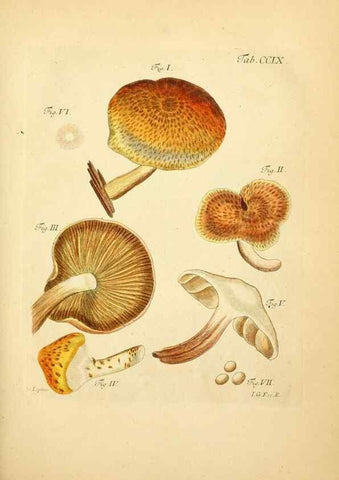 Reproducción/Reproduction 10314514846: Fungorum qui in Bavaria et Palatinatu circa Ratisbonam nascuntur icones, nativis coloribus expressae.. Erlangae,Apud J.J. Palmium,1800.
