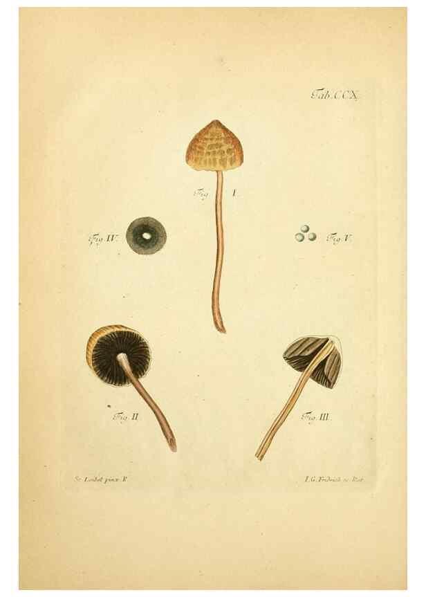 Reproducción/Reproduction 10314518976: Fungorum qui in Bavaria et Palatinatu circa Ratisbonam nascuntur icones, nativis coloribus expressae.. Erlangae,Apud J.J. Palmium,1800.