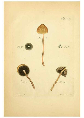 Reproducción/Reproduction 10314518976: Fungorum qui in Bavaria et Palatinatu circa Ratisbonam nascuntur icones, nativis coloribus expressae.. Erlangae,Apud J.J. Palmium,1800.