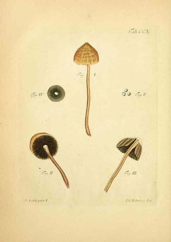 Reproducción/Reproduction 10314518976: Fungorum qui in Bavaria et Palatinatu circa Ratisbonam nascuntur icones, nativis coloribus expressae.. Erlangae,Apud J.J. Palmium,1800.