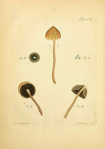 Reproducción/Reproduction 10314518976: Fungorum qui in Bavaria et Palatinatu circa Ratisbonam nascuntur icones, nativis coloribus expressae.. Erlangae,Apud J.J. Palmium,1800.