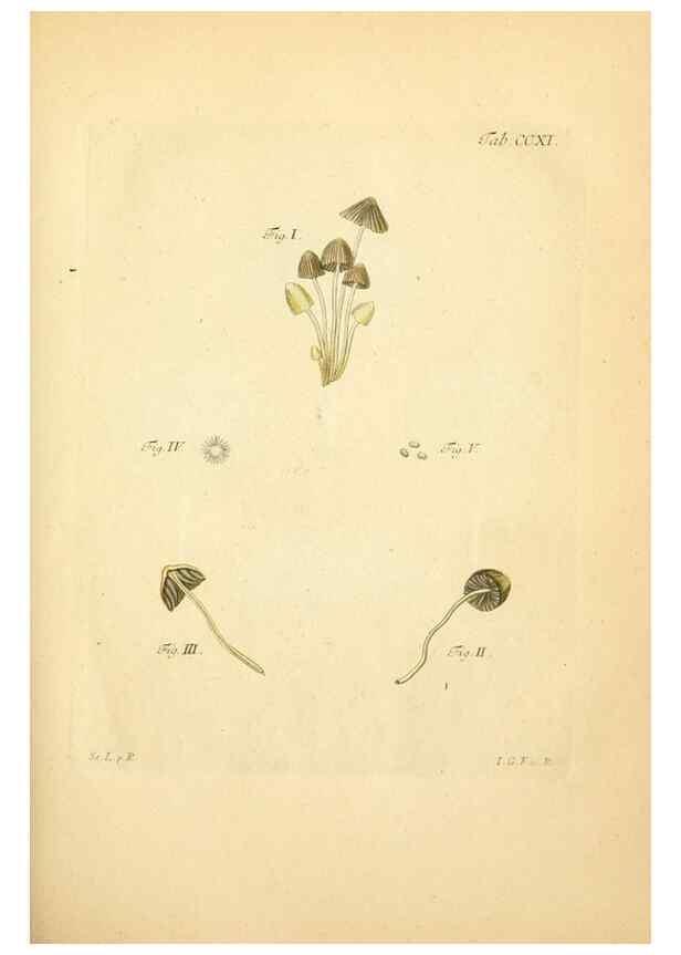 Reproducción/Reproduction 10314498265: Fungorum qui in Bavaria et Palatinatu circa Ratisbonam nascuntur icones, nativis coloribus expressae.. Erlangae,Apud J.J. Palmium,1800.