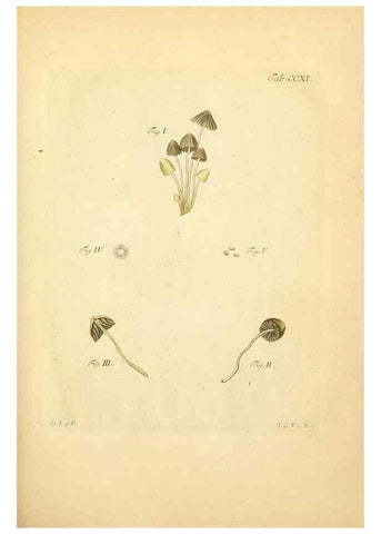 Reproducción/Reproduction 10314498265: Fungorum qui in Bavaria et Palatinatu circa Ratisbonam nascuntur icones, nativis coloribus expressae.. Erlangae,Apud J.J. Palmium,1800.