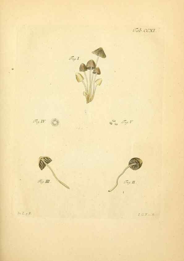 Reproducción/Reproduction 10314498265: Fungorum qui in Bavaria et Palatinatu circa Ratisbonam nascuntur icones, nativis coloribus expressae.. Erlangae,Apud J.J. Palmium,1800.