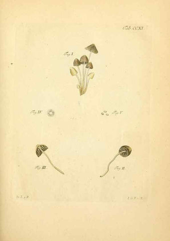 Reproducción/Reproduction 10314498265: Fungorum qui in Bavaria et Palatinatu circa Ratisbonam nascuntur icones, nativis coloribus expressae.. Erlangae,Apud J.J. Palmium,1800.