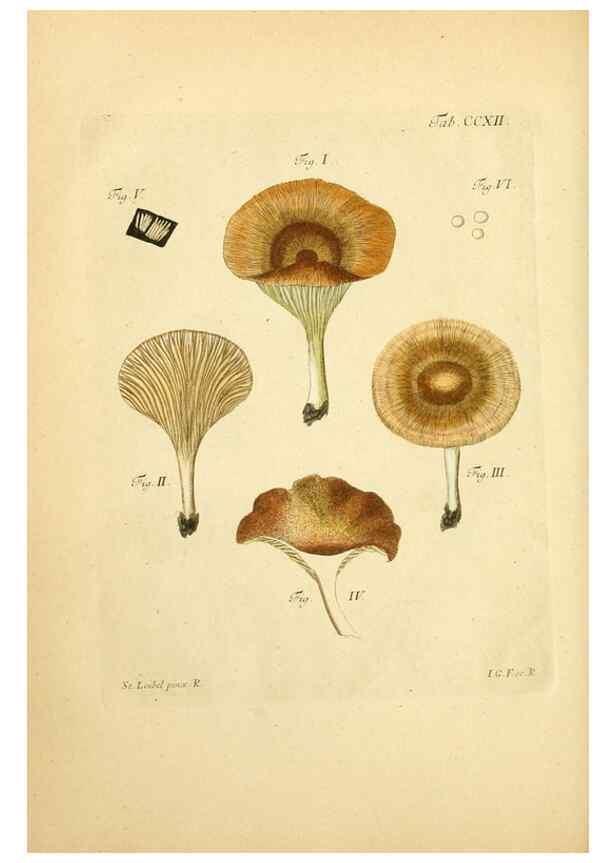 Reproducción/Reproduction 10314504015: Fungorum qui in Bavaria et Palatinatu circa Ratisbonam nascuntur icones, nativis coloribus expressae.. Erlangae,Apud J.J. Palmium,1800.