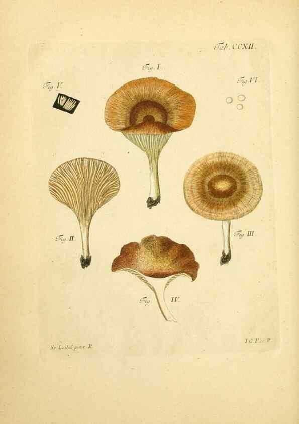 Reproducción/Reproduction 10314504015: Fungorum qui in Bavaria et Palatinatu circa Ratisbonam nascuntur icones, nativis coloribus expressae.. Erlangae,Apud J.J. Palmium,1800.