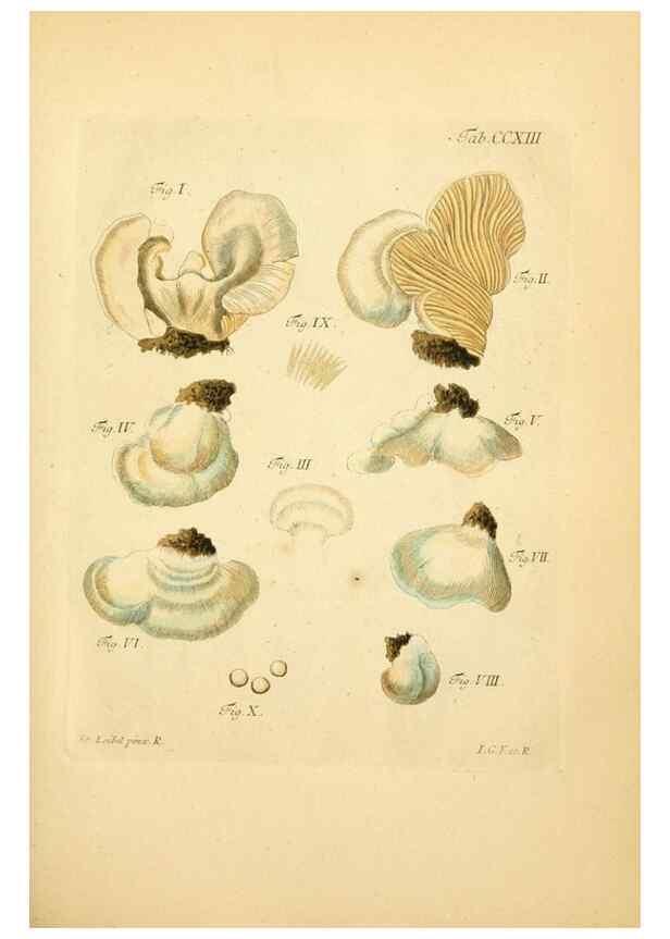 Reproducción/Reproduction 10314533406: Fungorum qui in Bavaria et Palatinatu circa Ratisbonam nascuntur icones, nativis coloribus expressae.. Erlangae,Apud J.J. Palmium,1800.