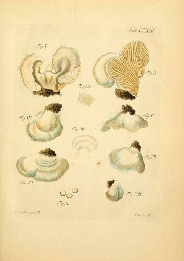 Reproducción/Reproduction 10314533406: Fungorum qui in Bavaria et Palatinatu circa Ratisbonam nascuntur icones, nativis coloribus expressae.. Erlangae,Apud J.J. Palmium,1800.