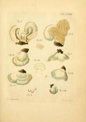 Reproducción/Reproduction 10314533406: Fungorum qui in Bavaria et Palatinatu circa Ratisbonam nascuntur icones, nativis coloribus expressae.. Erlangae,Apud J.J. Palmium,1800.