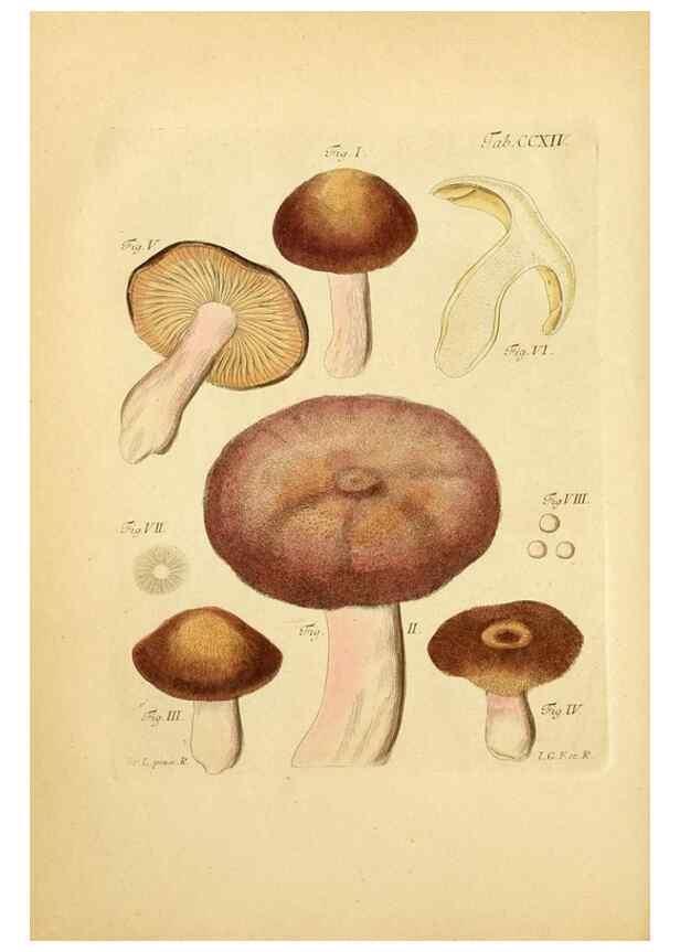Reproducción/Reproduction 10314479214: Fungorum qui in Bavaria et Palatinatu circa Ratisbonam nascuntur icones, nativis coloribus expressae.. Erlangae,Apud J.J. Palmium,1800.