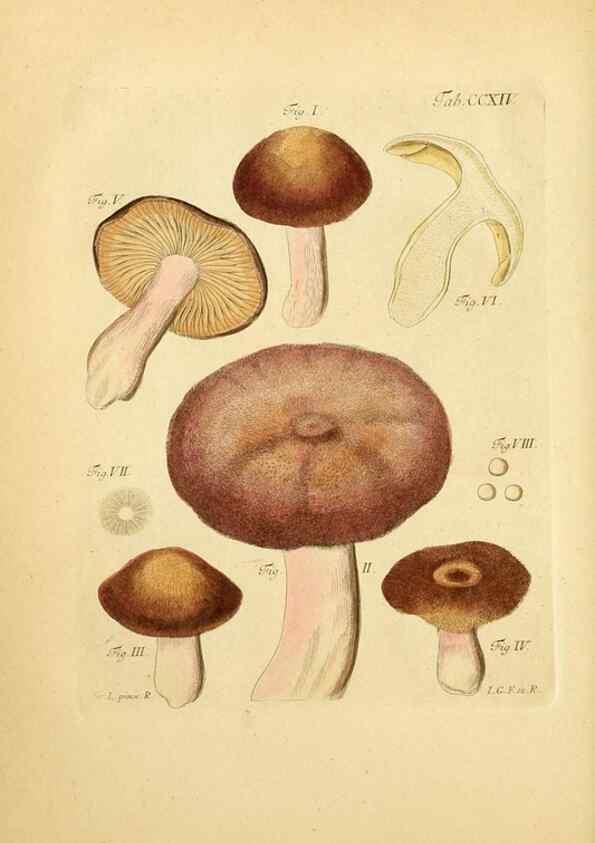 Reproducción/Reproduction 10314479214: Fungorum qui in Bavaria et Palatinatu circa Ratisbonam nascuntur icones, nativis coloribus expressae.. Erlangae,Apud J.J. Palmium,1800.