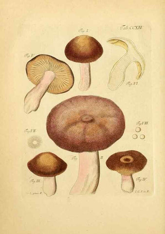 Reproducción/Reproduction 10314479214: Fungorum qui in Bavaria et Palatinatu circa Ratisbonam nascuntur icones, nativis coloribus expressae.. Erlangae,Apud J.J. Palmium,1800.