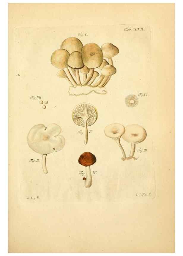 Reproducción/Reproduction 10314504676: Fungorum qui in Bavaria et Palatinatu circa Ratisbonam nascuntur icones, nativis coloribus expressae.. Erlangae,Apud J.J. Palmium,1800.