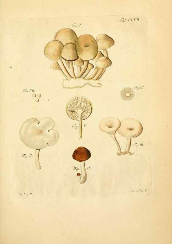 Reproducción/Reproduction 10314504676: Fungorum qui in Bavaria et Palatinatu circa Ratisbonam nascuntur icones, nativis coloribus expressae.. Erlangae,Apud J.J. Palmium,1800.