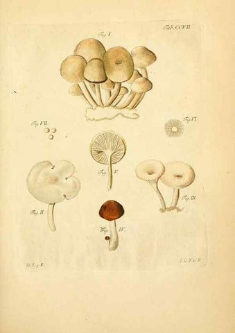 Reproducción/Reproduction 10314504676: Fungorum qui in Bavaria et Palatinatu circa Ratisbonam nascuntur icones, nativis coloribus expressae.. Erlangae,Apud J.J. Palmium,1800.