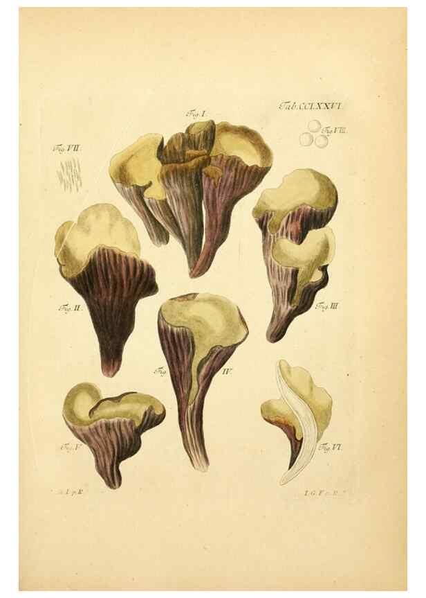 Reproducción/Reproduction 10315465463: Fungorum qui in Bavaria et Palatinatu circa Ratisbonam nascuntur icones, nativis coloribus expressae.. Erlangae,Apud J.J. Palmium,1800.