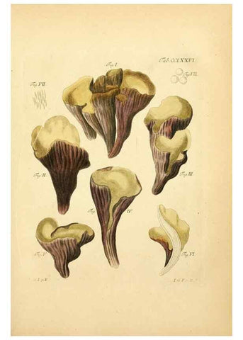Reproducción/Reproduction 10315465463: Fungorum qui in Bavaria et Palatinatu circa Ratisbonam nascuntur icones, nativis coloribus expressae.. Erlangae,Apud J.J. Palmium,1800.