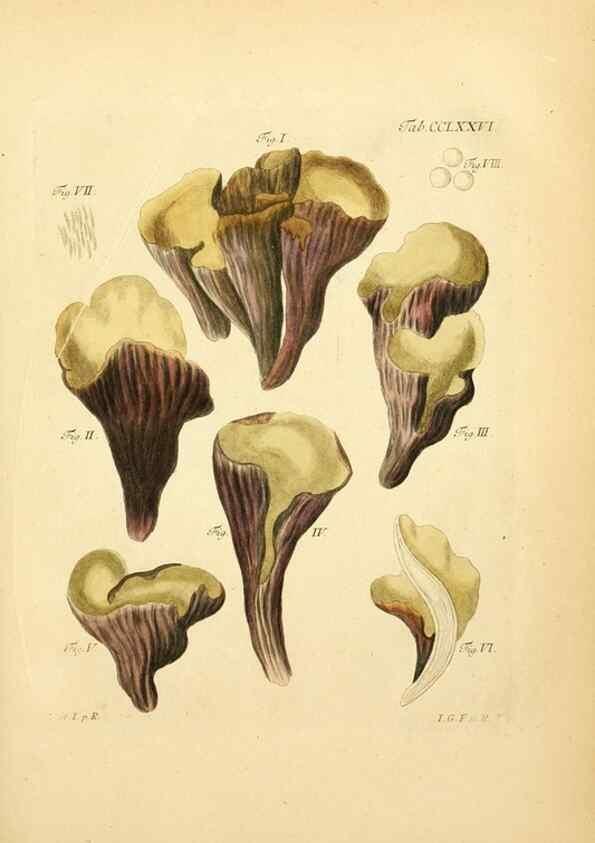 Reproducción/Reproduction 10315465463: Fungorum qui in Bavaria et Palatinatu circa Ratisbonam nascuntur icones, nativis coloribus expressae.. Erlangae,Apud J.J. Palmium,1800.