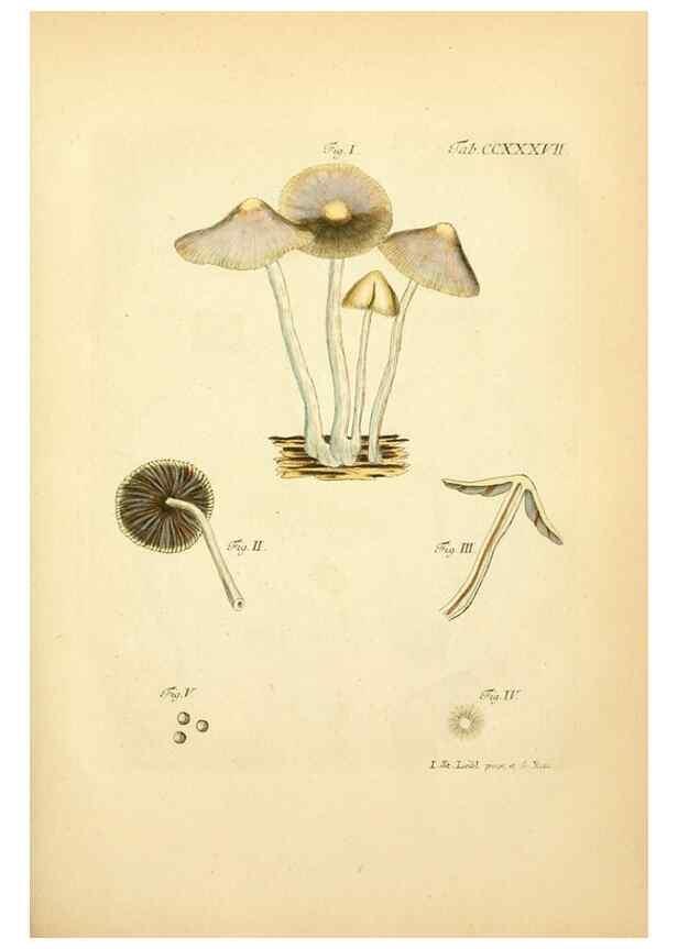 Reproducción/Reproduction 10314760083: Fungorum qui in Bavaria et Palatinatu circa Ratisbonam nascuntur icones, nativis coloribus expressae.. Erlangae,Apud J.J. Palmium,1800.