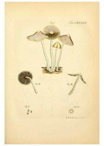 Reproducción/Reproduction 10314760083: Fungorum qui in Bavaria et Palatinatu circa Ratisbonam nascuntur icones, nativis coloribus expressae.. Erlangae,Apud J.J. Palmium,1800.