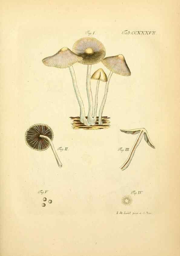 Reproducción/Reproduction 10314760083: Fungorum qui in Bavaria et Palatinatu circa Ratisbonam nascuntur icones, nativis coloribus expressae.. Erlangae,Apud J.J. Palmium,1800.