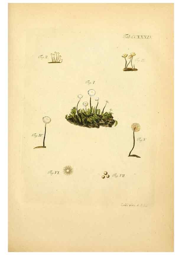 Reproducción/Reproduction 10314768863: Fungorum qui in Bavaria et Palatinatu circa Ratisbonam nascuntur icones, nativis coloribus expressae.. Erlangae,Apud J.J. Palmium,1800.