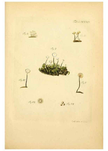 Reproducción/Reproduction 10314768863: Fungorum qui in Bavaria et Palatinatu circa Ratisbonam nascuntur icones, nativis coloribus expressae.. Erlangae,Apud J.J. Palmium,1800.