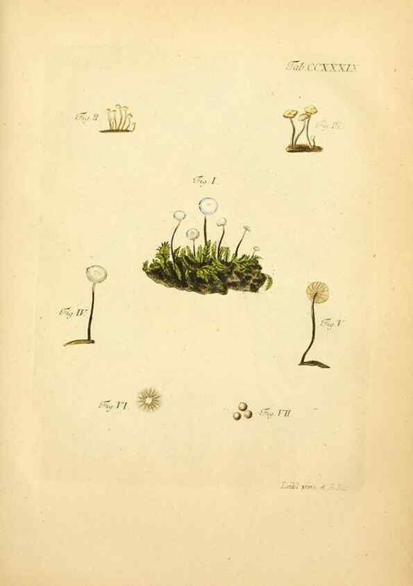 Reproducción/Reproduction 10314768863: Fungorum qui in Bavaria et Palatinatu circa Ratisbonam nascuntur icones, nativis coloribus expressae.. Erlangae,Apud J.J. Palmium,1800.