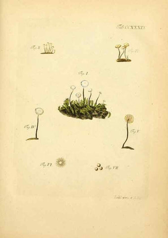Reproducción/Reproduction 10314768863: Fungorum qui in Bavaria et Palatinatu circa Ratisbonam nascuntur icones, nativis coloribus expressae.. Erlangae,Apud J.J. Palmium,1800.
